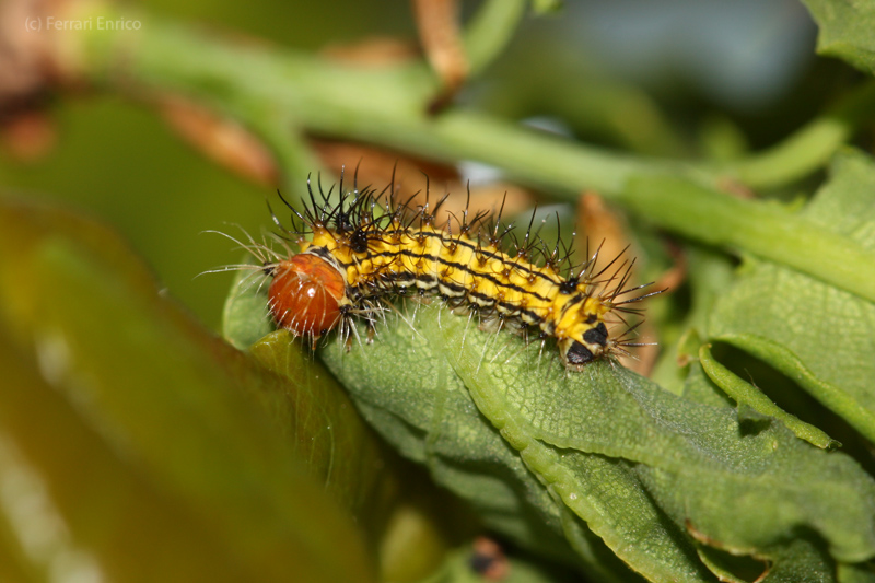 Antheraea (Antheraea) yamamai